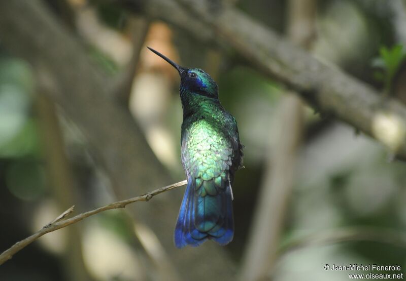 Sparkling Violetear