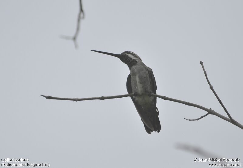 Long-billed Starthroat