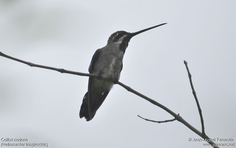 Long-billed Starthroat