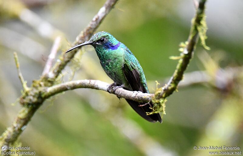 Lesser Violetear