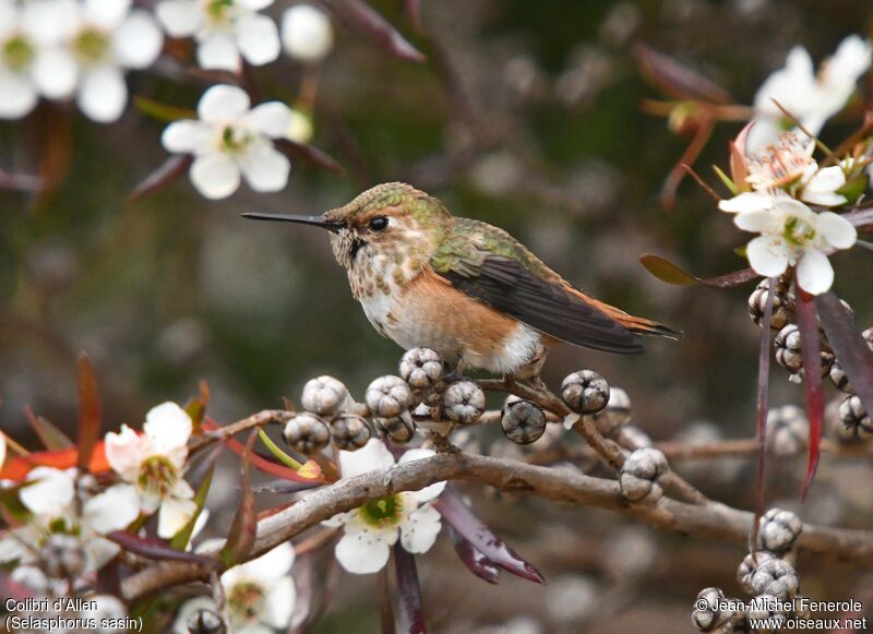 Colibri d'Allen