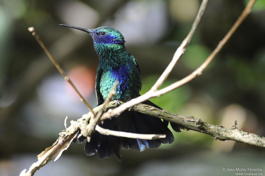 Colibri d'Anaïs