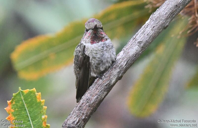 Anna's Hummingbird