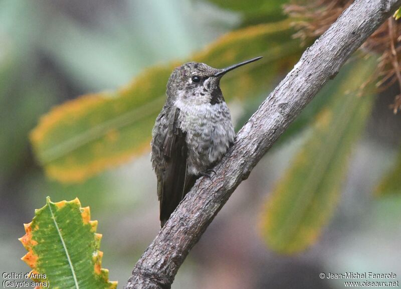 Anna's Hummingbird