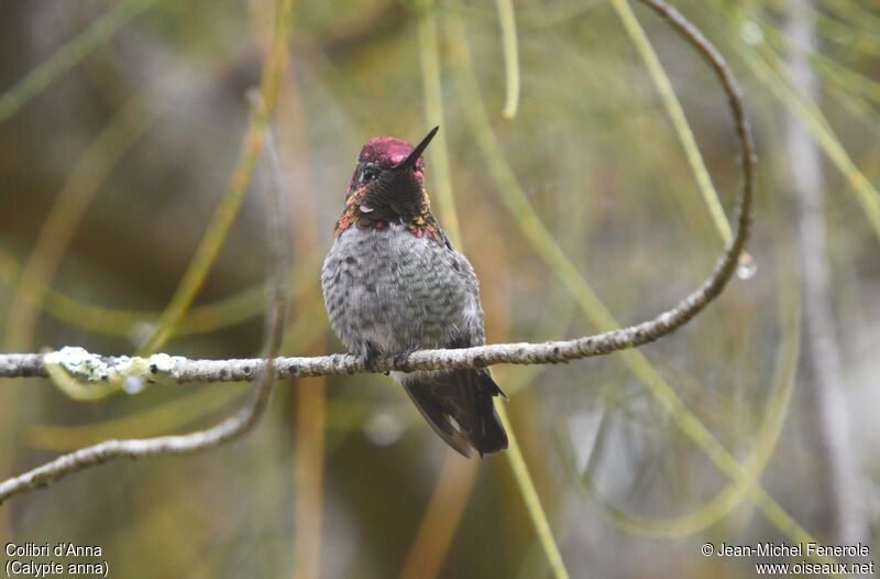 Colibri d'Anna