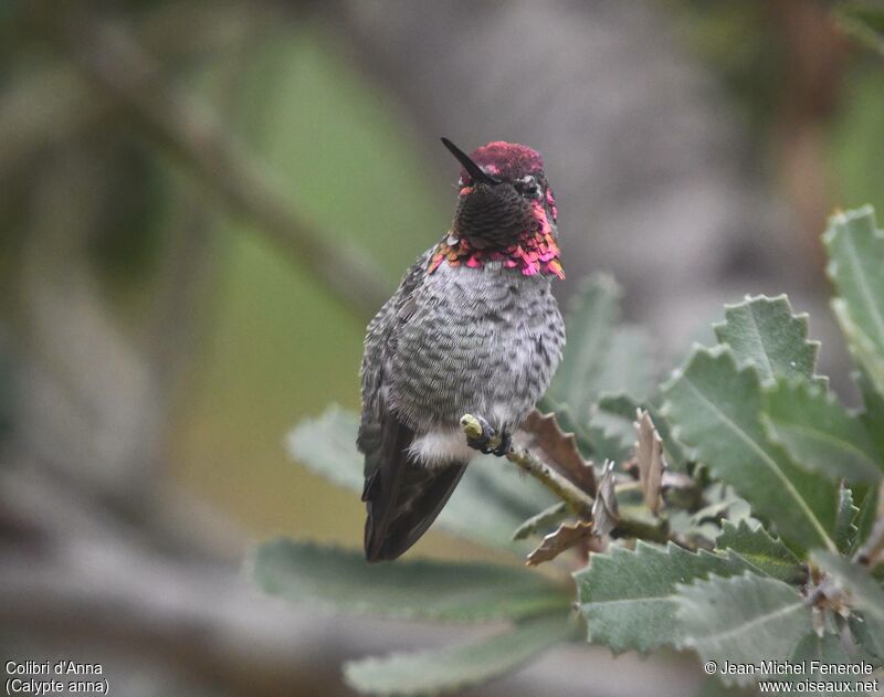 Anna's Hummingbird