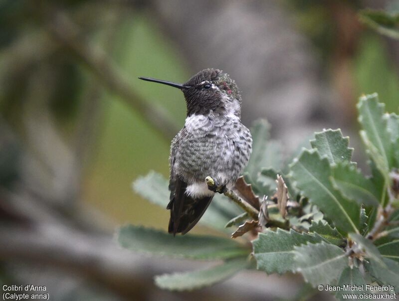 Colibri d'Anna