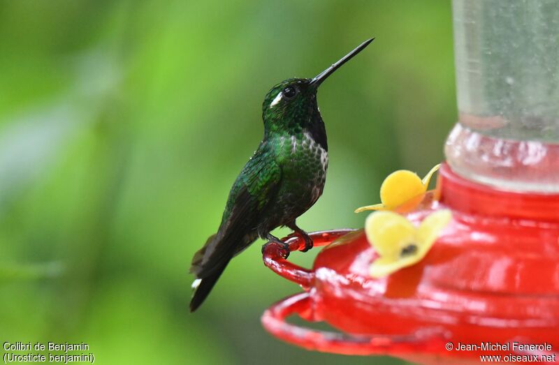 Purple-bibbed Whitetip