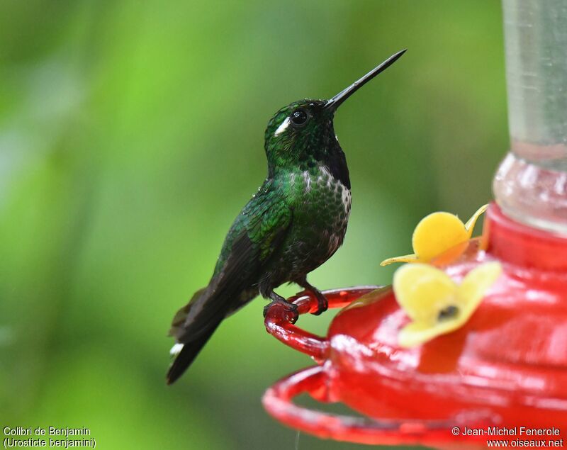 Colibri de Benjamin