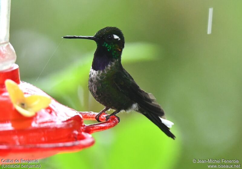 Colibri de Benjamin