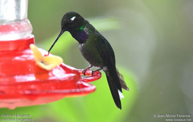 Purple-bibbed Whitetip