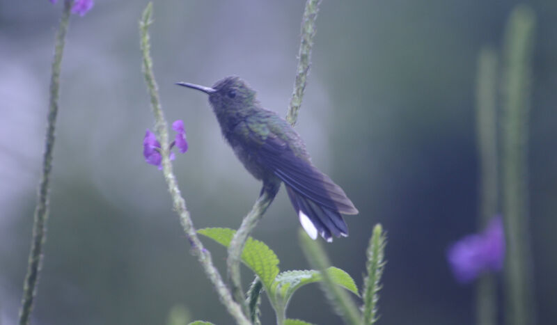 Scaly-breasted Hummingbird