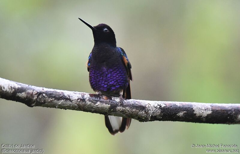 Velvet-purple Coronet