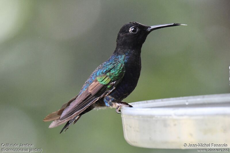 Velvet-purple Coronet