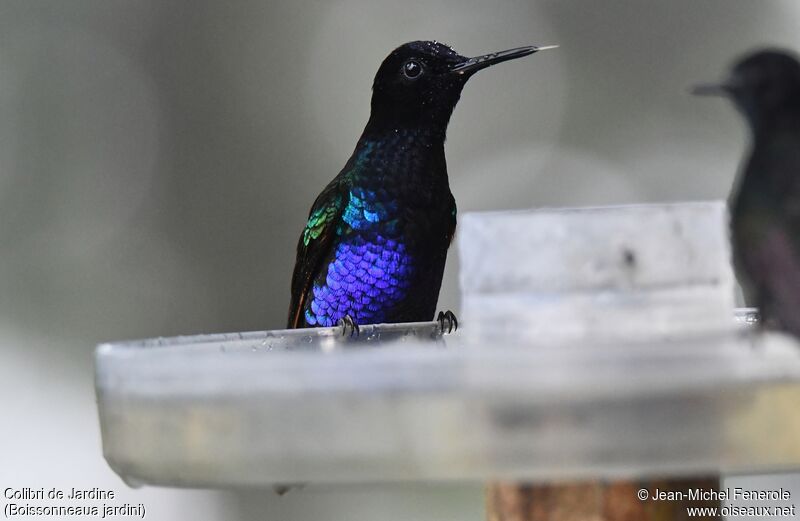 Velvet-purple Coronet