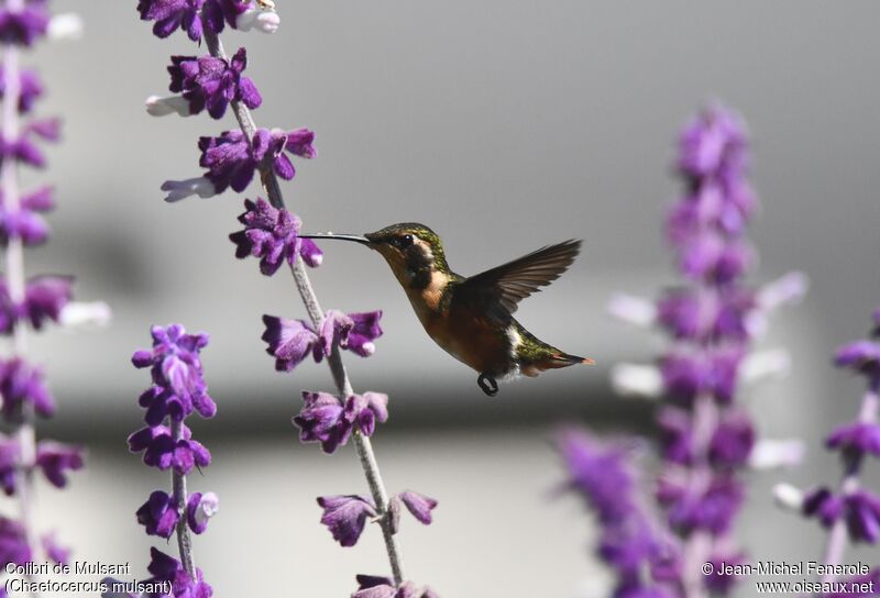 White-bellied Woodstar