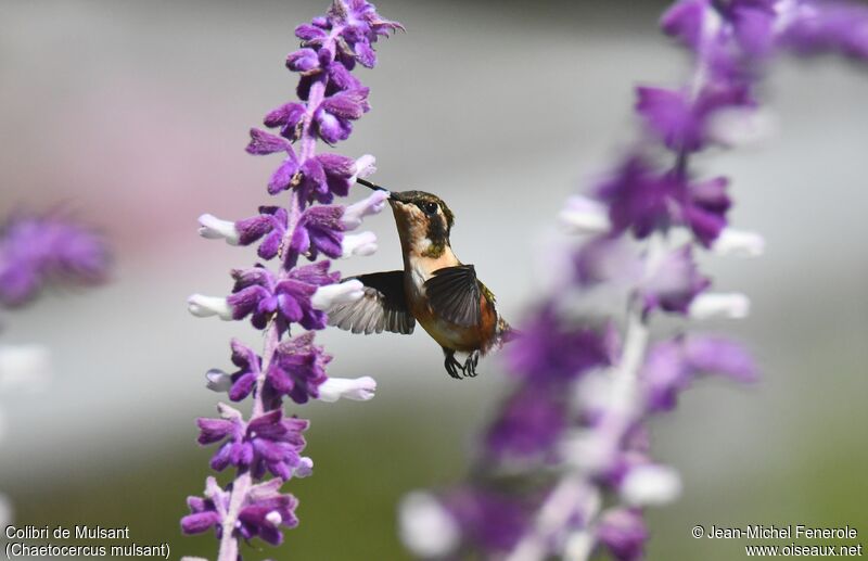 White-bellied Woodstar