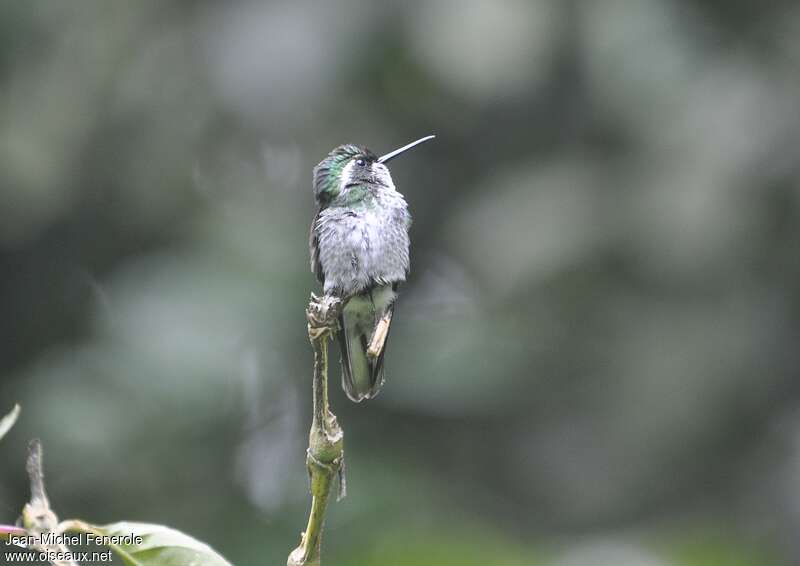 Green-breasted Mountaingem