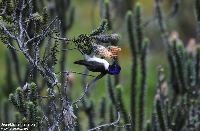 Ecuadorian Hillstar male adult, eats