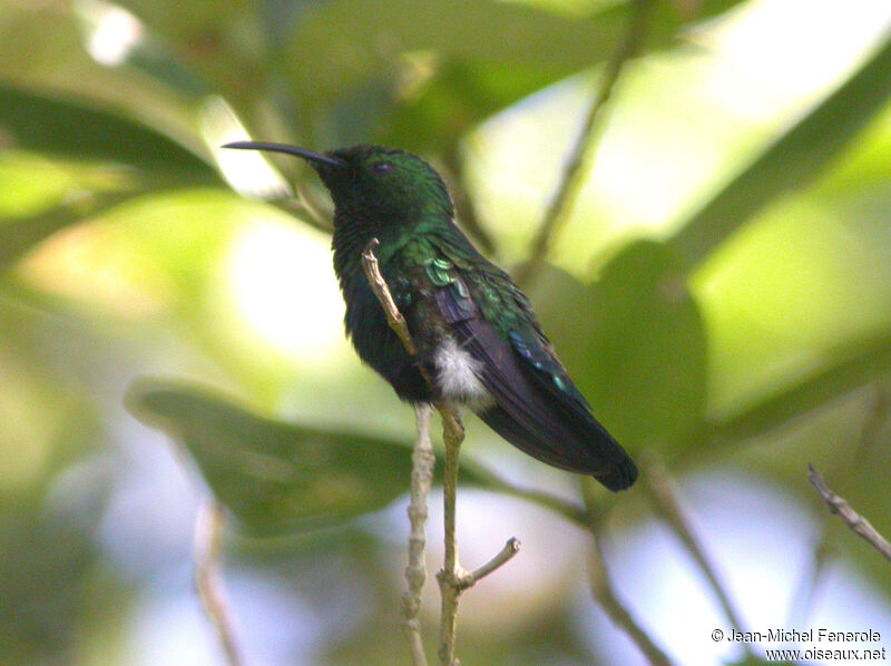 Green-throated Caribadult