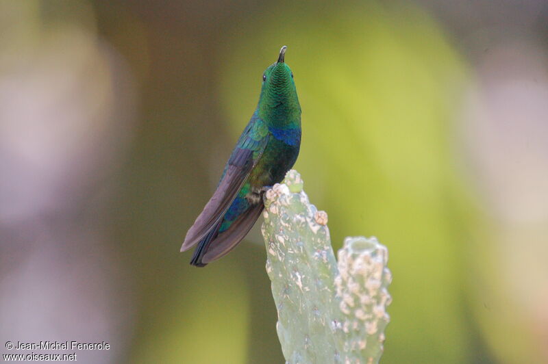 Colibri falle-vertadulte