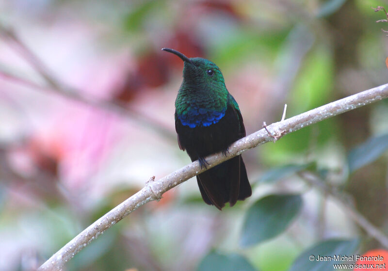 Green-throated Carib