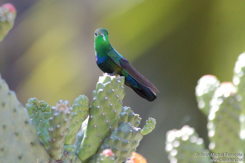 Green-throated Carib