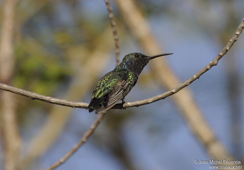 Sapphire-throated Hummingbird