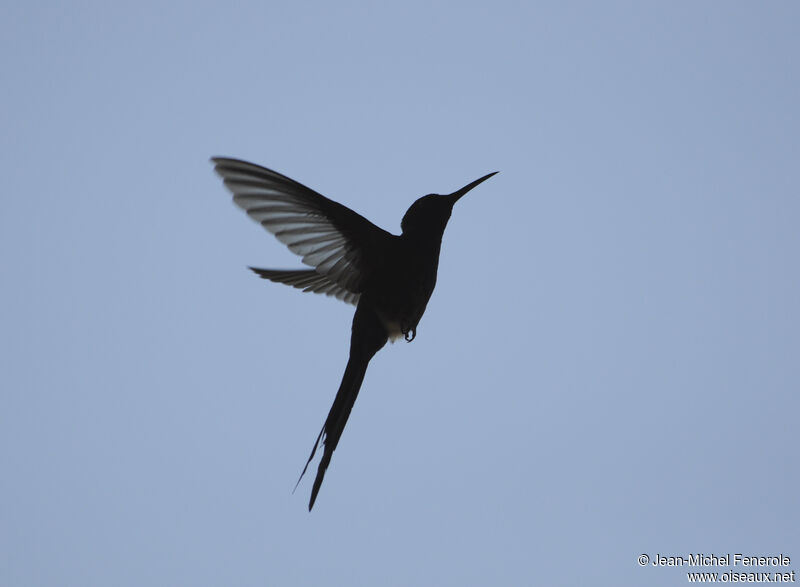 Swallow-tailed Hummingbird