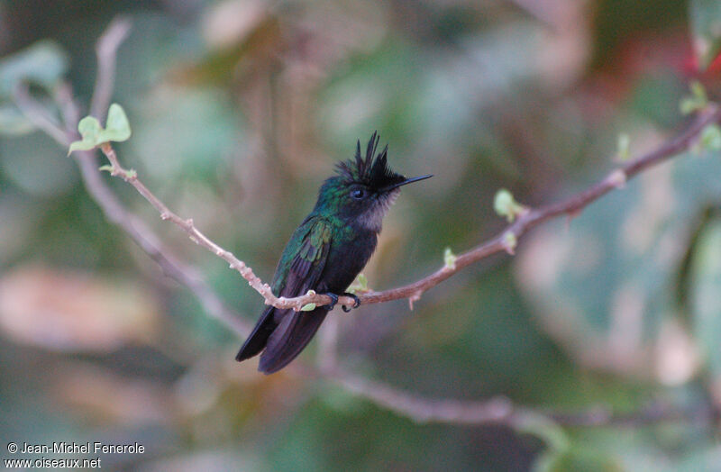 Colibri huppé