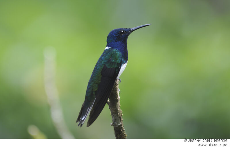 White-necked Jacobin male