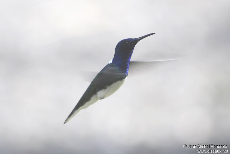 Colibri jacobin mâle