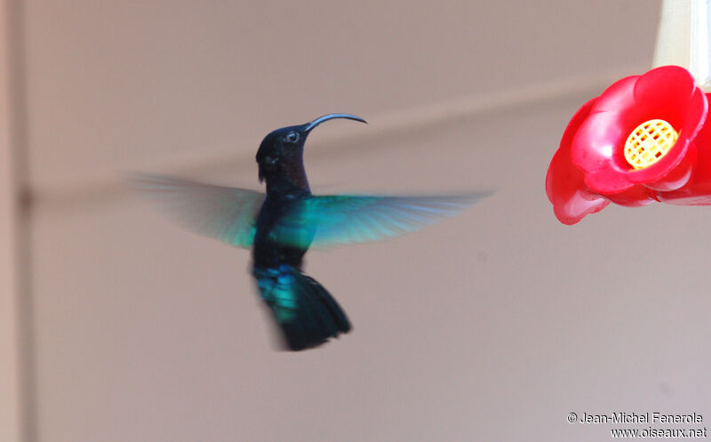 Purple-throated Carib