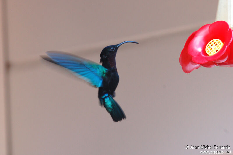 Purple-throated Carib