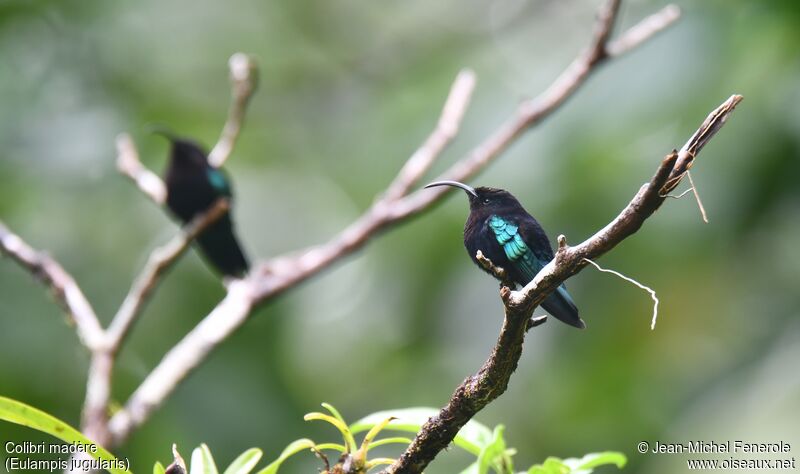 Purple-throated Carib