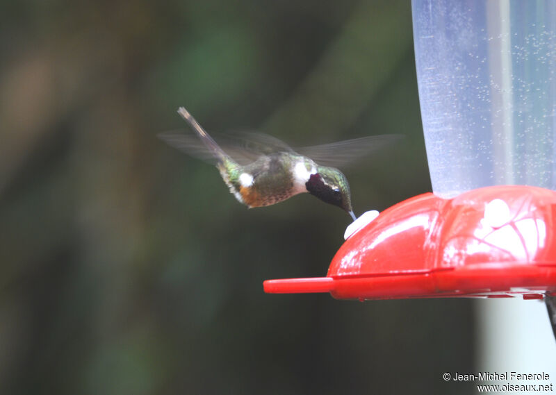 Magenta-throated Woodstar male adult