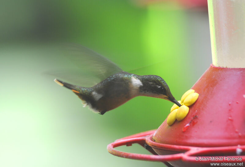 Magenta-throated Woodstar female