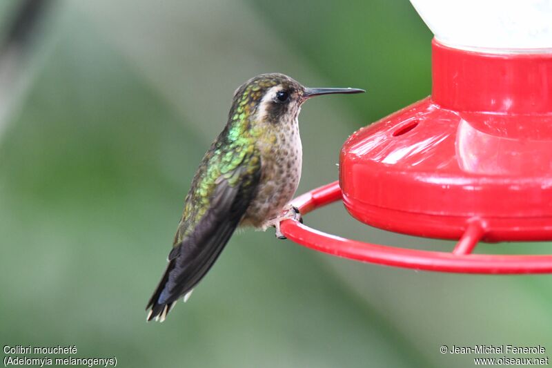 Speckled Hummingbird