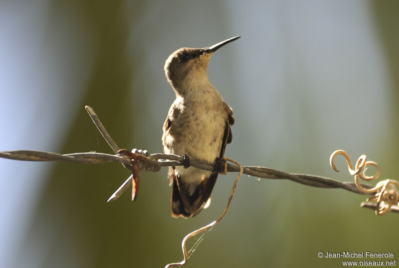 Vervain Hummingbird