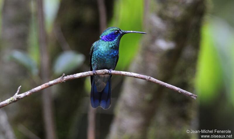 Mexican Violetear male adult