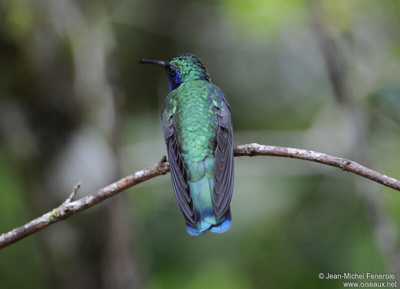 Mexican Violetear male