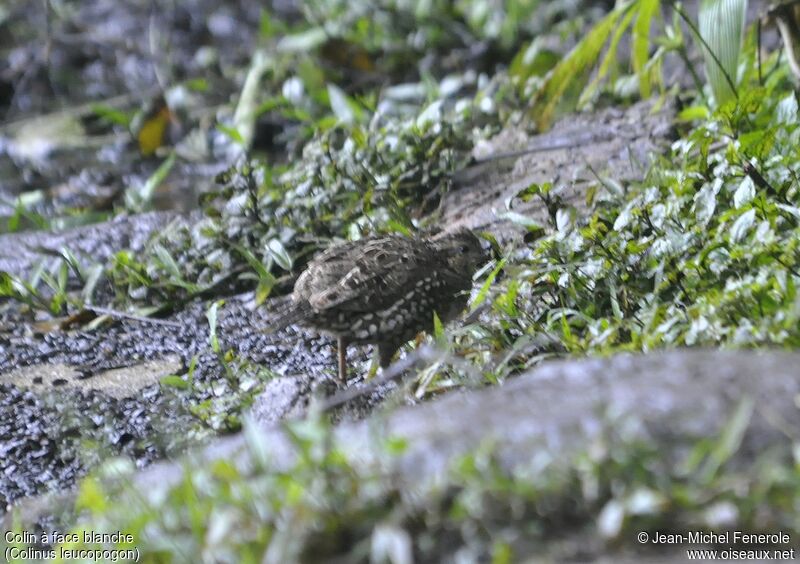 Spot-bellied Bobwhite