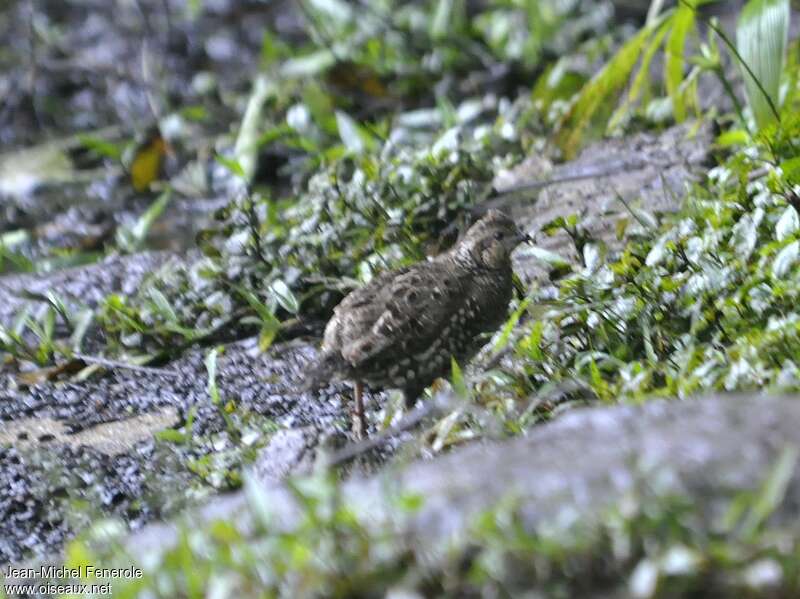 Spot-bellied Bobwhite