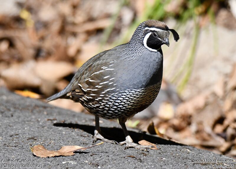 California Quail