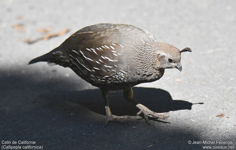 California Quail