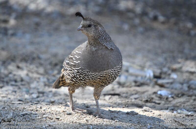 California Quail female