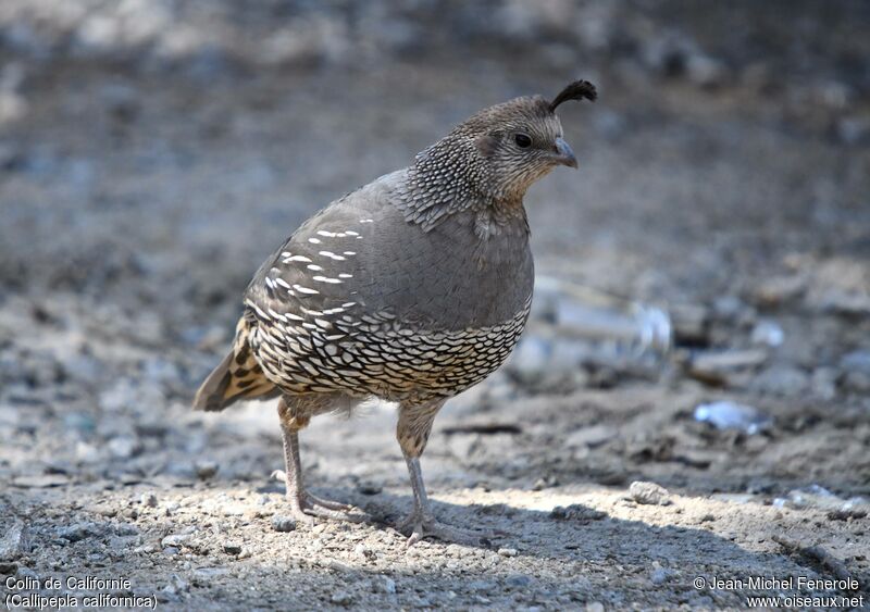 California Quail female