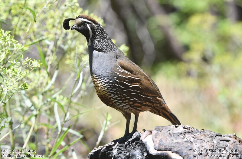 California Quail