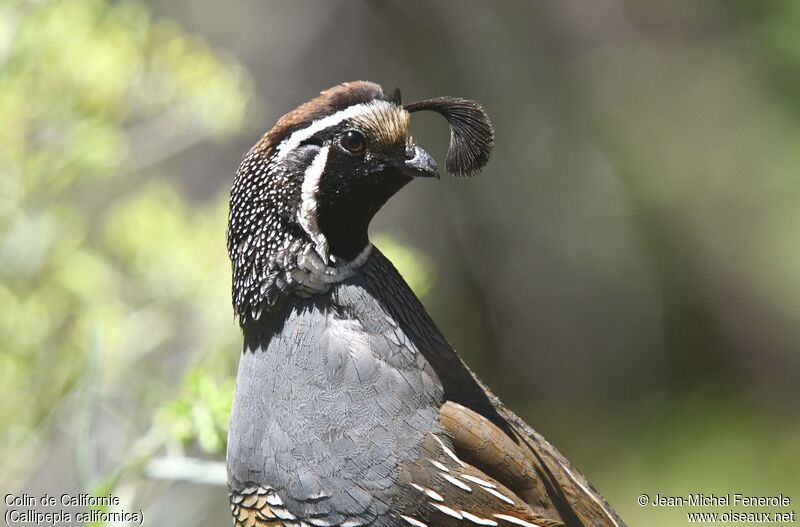 California Quail