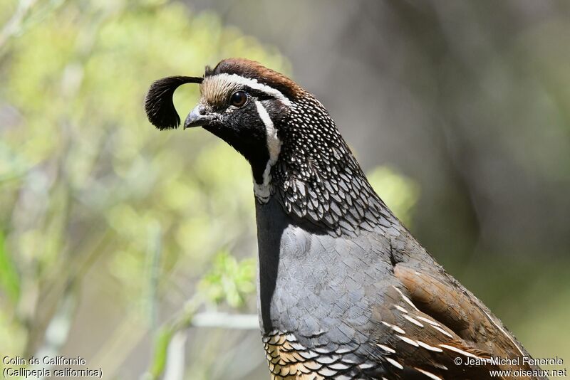 California Quail male